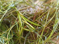 Potamogeton pusillus