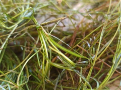 Potamogeton pusillus