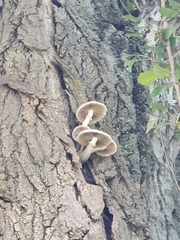 Fungi