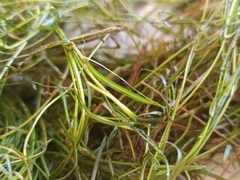 Potamogeton pusillus