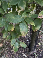 Acalitus ferrugineum