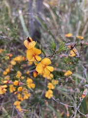 Pultenaea juniperina