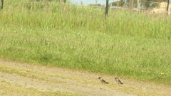 Petrochelidon nigricans