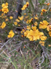 Pultenaea juniperina