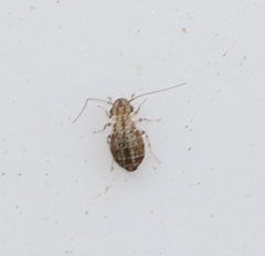 Cerobasis