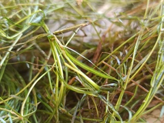 Potamogeton pusillus