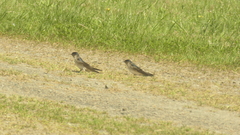 Petrochelidon nigricans