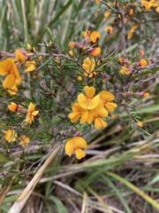 Pultenaea juniperina