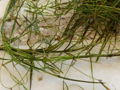 Potamogeton pusillus