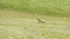 Petrochelidon nigricans