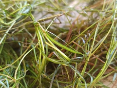 Potamogeton pusillus