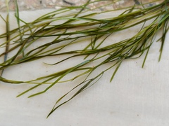 Potamogeton pusillus