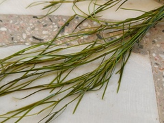 Potamogeton pusillus