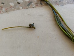 Potamogeton pusillus