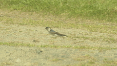 Petrochelidon nigricans