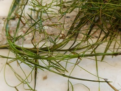 Potamogeton pusillus