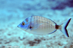 Diplodus puntazzo