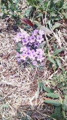 Heliotropium amplexicaule