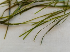 Potamogeton pusillus
