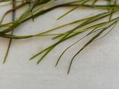 Potamogeton pusillus