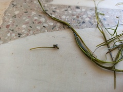 Potamogeton pusillus