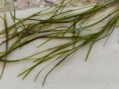 Potamogeton pusillus