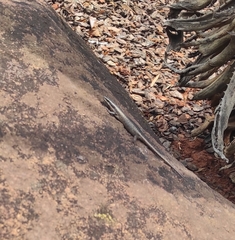 Trachylepis punctatissima