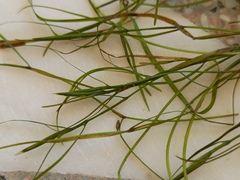 Potamogeton pusillus