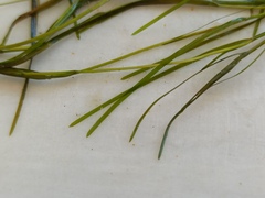 Potamogeton pusillus