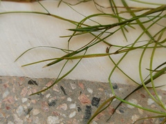 Potamogeton pusillus