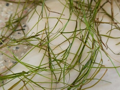 Potamogeton pusillus
