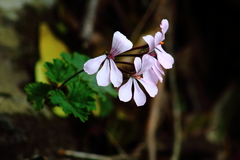 Pelargonium zonale