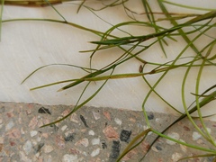 Potamogeton pusillus