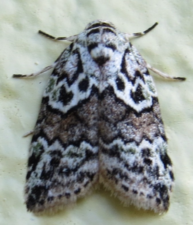 Afrida tortriciformis