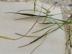 Potamogeton pusillus