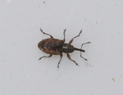 Smicronyx pauperculus