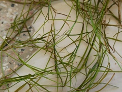 Potamogeton pusillus