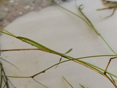 Potamogeton pusillus
