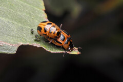 Calomela crassicornis