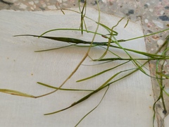 Potamogeton pusillus