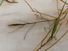 Potamogeton pusillus