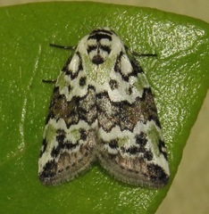 Afrida tortriciformis