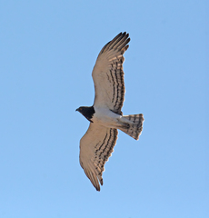 Circaetus pectoralis