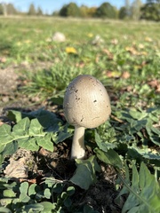Volvopluteus gloiocephalus