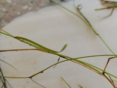 Potamogeton pusillus