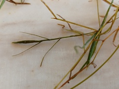 Potamogeton pusillus