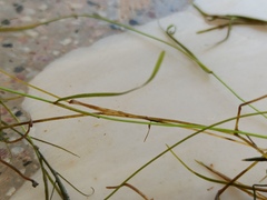 Potamogeton pusillus