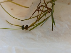 Potamogeton pusillus