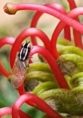 Poecilohetaerus aquilus