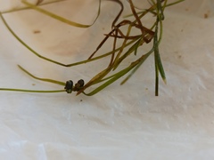 Potamogeton pusillus